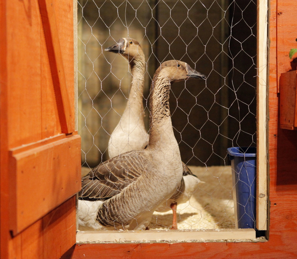 Geese add life to a garden at last year’s show. Exhibitors have planned this year’s displays around the theme “Taste of Spring.”