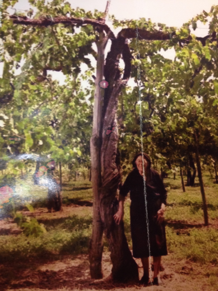 The Serpico vineyard of the Feudi di San Gregorio winery in Campania, Italy, has vines up to 180 years old.