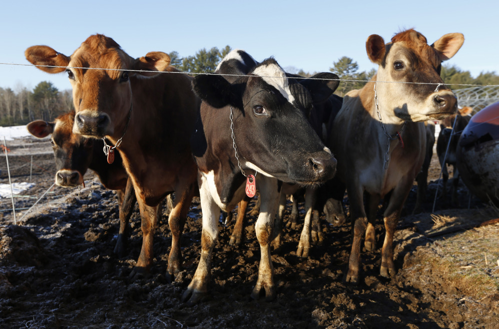 Dairy cows await milking at Straw Farm in Newcastle. Maine licenses about 100 small producers of raw milk, which is neither pasteurized nor homogenized.