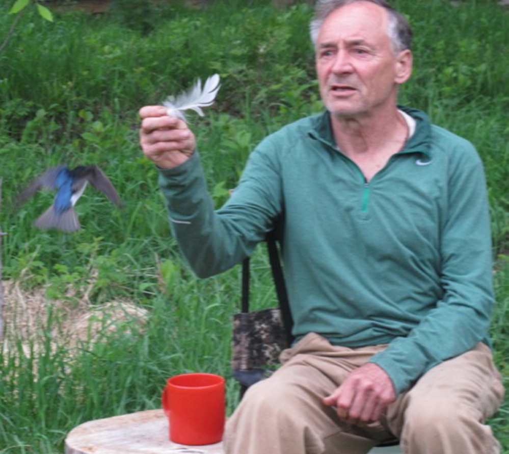 Bernd Heinrich explores the link between tree swallows and the white feathers used to line their nests.