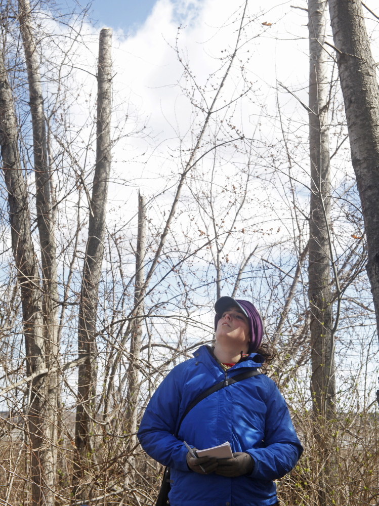 Lisa McCusker of Peaks Island ponders the invasive bittersweet in a wooded area of the Scarborough Marsh. McCusker, a recent college graduate, attended training for this year’s volunteers.