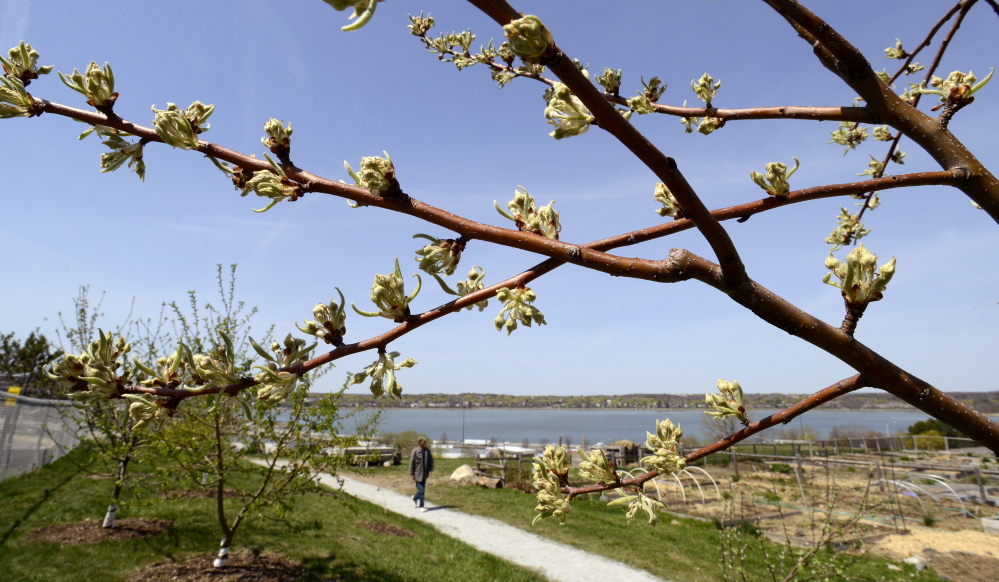 Mt. Joy Orchard, showing signs of spring – and promise – on Thursday.