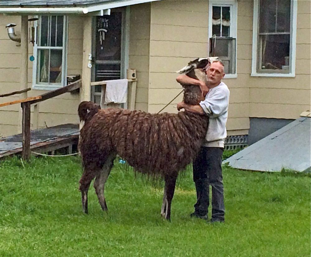 Shawn Quimby hugs the llama that earlier had charged him in Madison. Photo by Rachel Ohm / Morning Sentinel staff writer