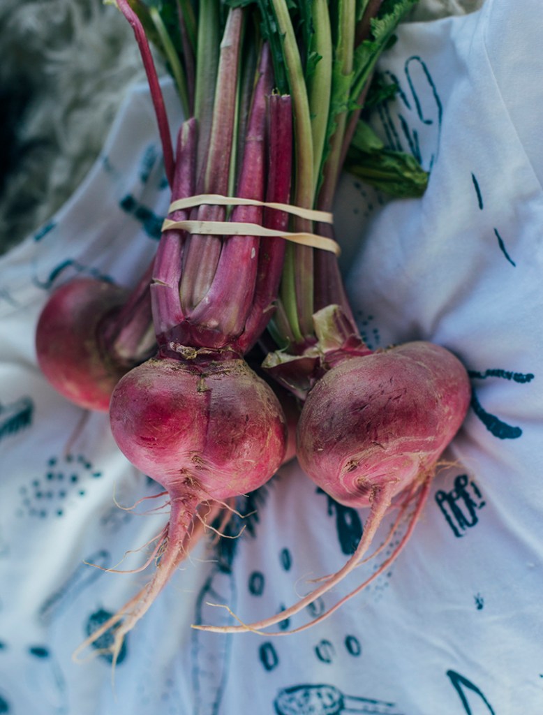 Beets on display for a Maine Sail Freight event at Thompson's Point.