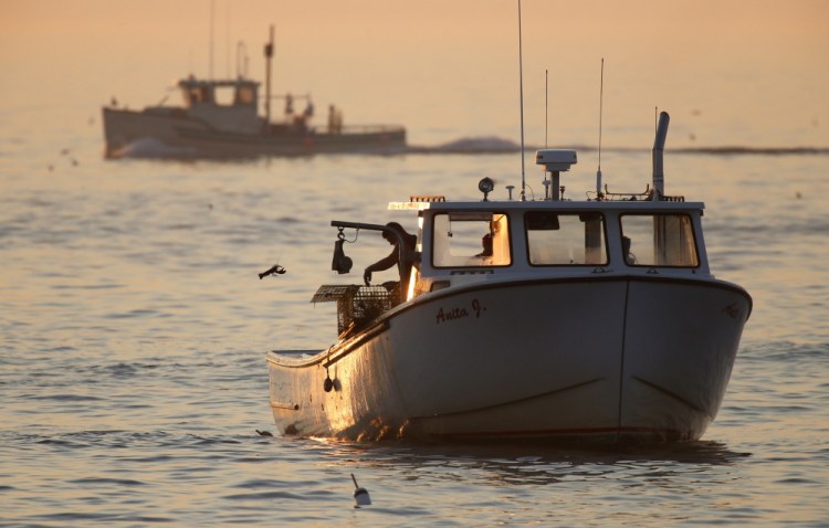 An undersized lobster is flipped back into the ocean by a lobsterman off Kennebunkport. The lobster population in the Gulf of Maine and Georges Bank, the rich fishing grounds off eastern Canada, has reached record highs. In southern New England, the catch has declined.