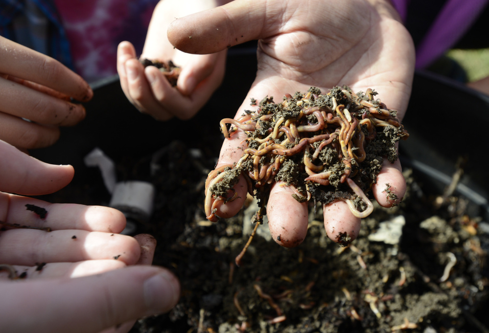 Fifth-graders at Longfellow Elementary School in Portland gather worms for their worm boxes.