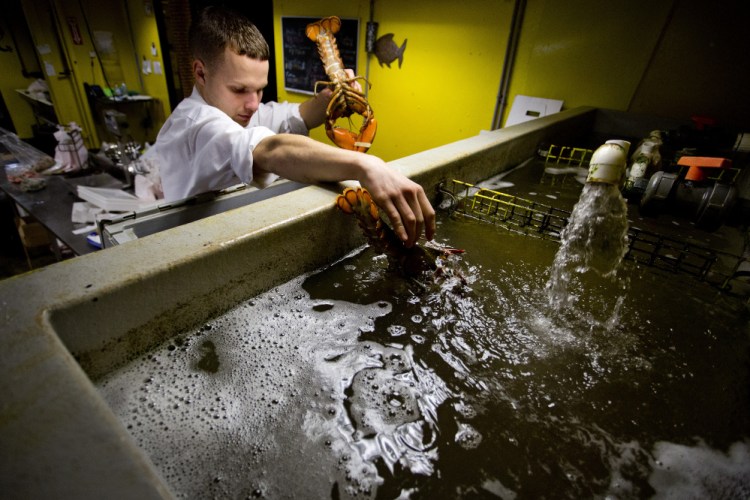 Keegan Roma, a retail associate at Free Range Fish & Lobster, unloads crates of lobsters into a tank. Lobstermen are getting good prices for their catch, but some Maine dealers say those higher prices end up pushing down dealer profits.