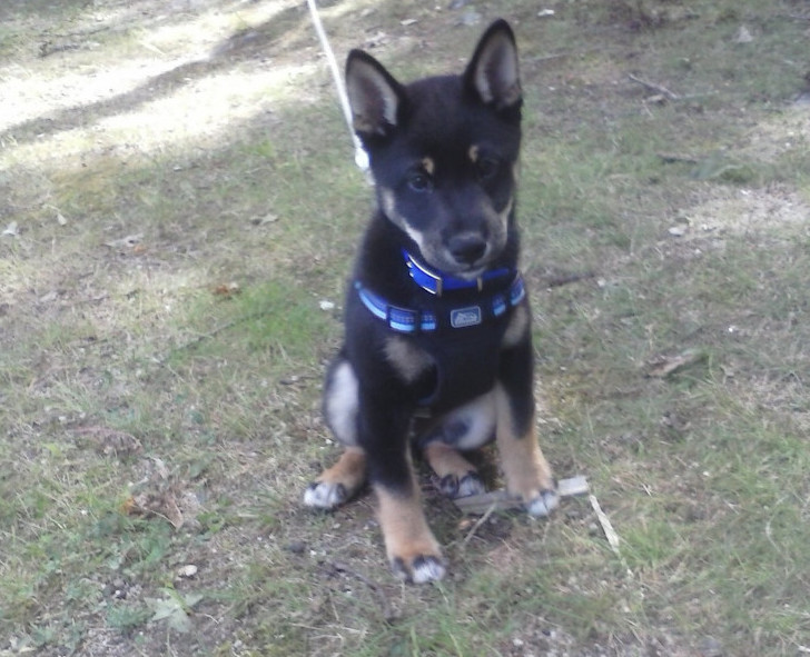 Havoc, a 5-month old Shiba Inu puppy owned by Rob Rocheville, was killed in a pit bull attack in Hollis on Wednesday.