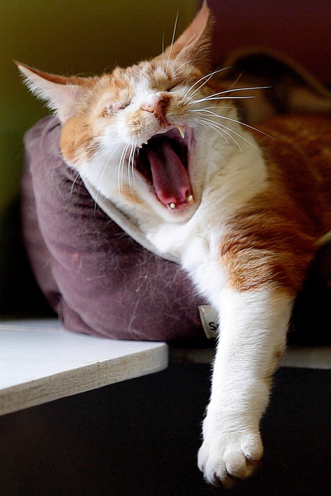 Dylan, a cat who lost his right eye, yawns while STRIVE members read to him and other cats at the Animal Refuge League of Greater Portland.