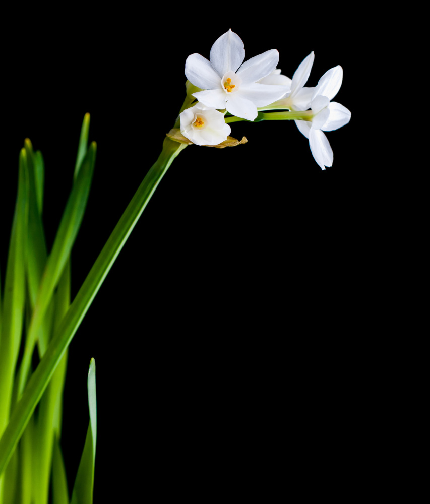 Houseplants, like the narcissus favored by E.B. White, can make the air in your home cleaner.