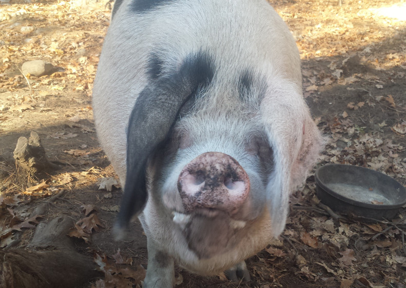 Maggie Mae, a Gloucestershire Old Spot, at Blue Tin Farm in Edgecomb.