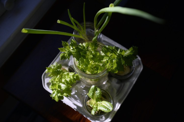 Little indoor vegetable garden at Christine Burns Rudalevige's home Tuesday.