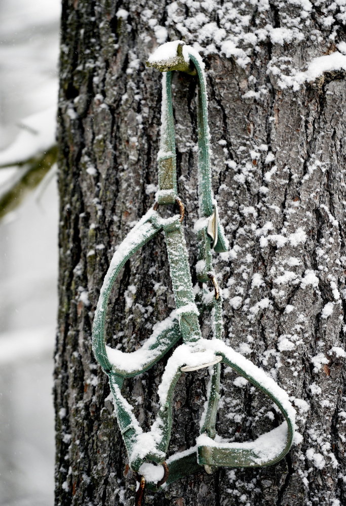 A halter hangs in memory of a horse on a tree at Melaragno’s farm.