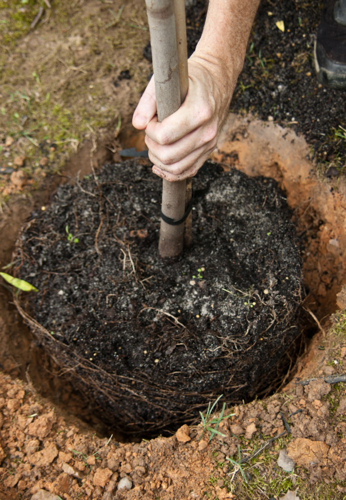 The thicker the caliper of the tree, the heavier the root ball. A 2- to 2.5-inch-caliper tree’s root ball weighs 400 pounds.