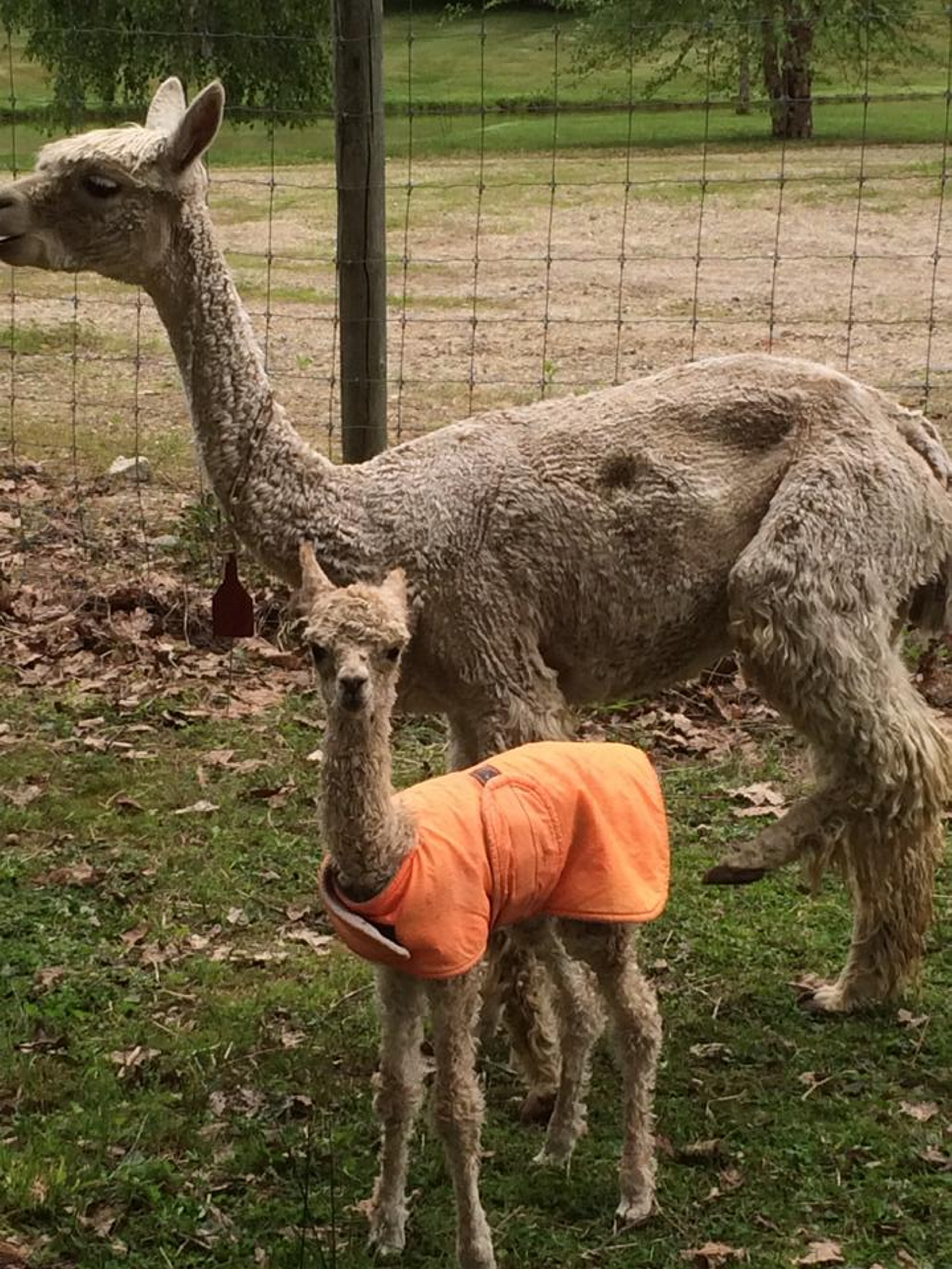 MaineToday Media Publisher Lisa DeSisto’s alpaca Bub, shown above on the day he was born, died unexpectedly before turning 1 year old. “We never found out why,” DeSisto wrote in an email. “The theory is maybe he got kicked in the head by one of the older animals.“ Bub’s remains remain at Compassionate Composting. Courtesy photo