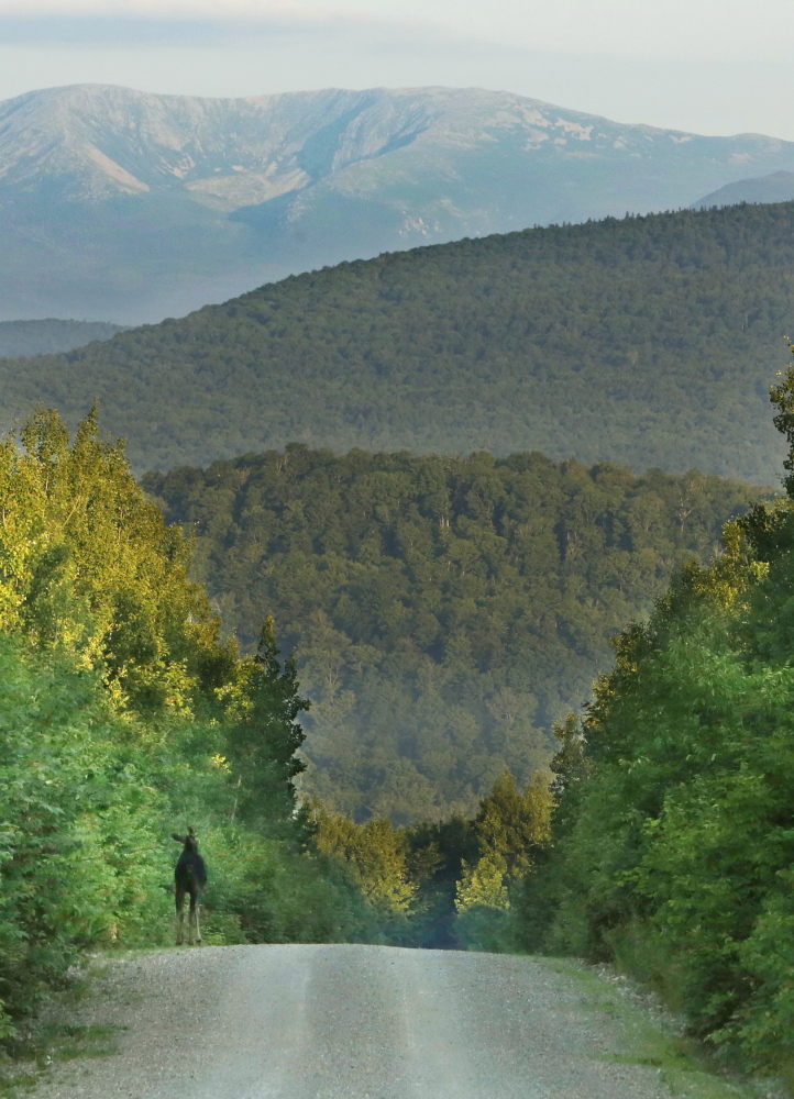 A moose is just one of many animals that live in Maine’s Katahdin region where a national monument is proposed.