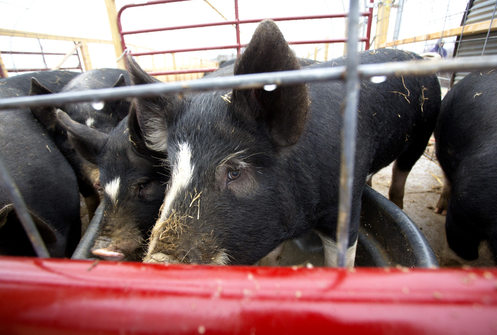 At Steve Burger’s Winter Hill Farm, Berkshire pigs prized by Maine butchers and restaurateurs feed on whey left over from the farm’s cheese-making.