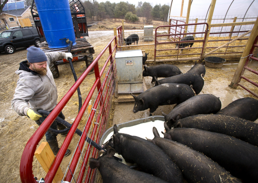 Steve Burger of Winter Hill Farm in Freeport raises registered Berkshire pigs for Maine butchers and restaurateurs.
