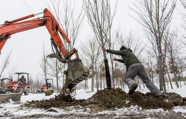 The Linden trees that Kyle Smith planted Monday at Pierson Nurseries in Dayton have roots that can handle cold, but other trees aren't so hardy.