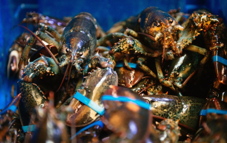 North American lobsters, also known as Maine lobsters, crowd a food bin at the Burger & Lobster restaurant in Stockholm, Sweden. 