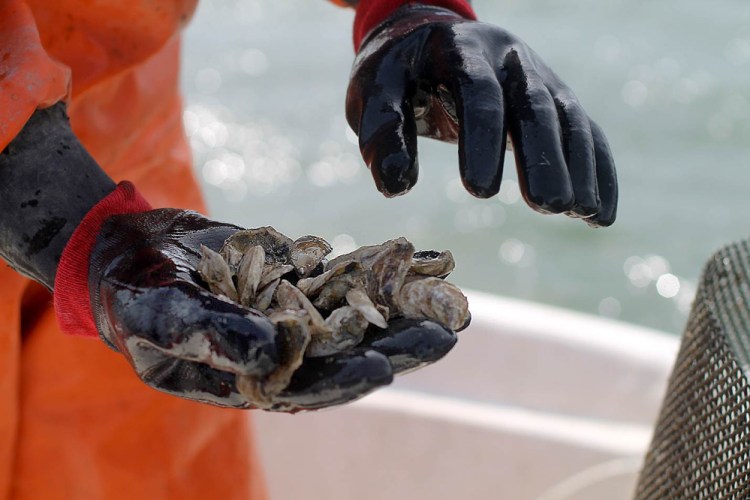 Jeff Auger inspects young oysters grown on the Damariscotta River. 