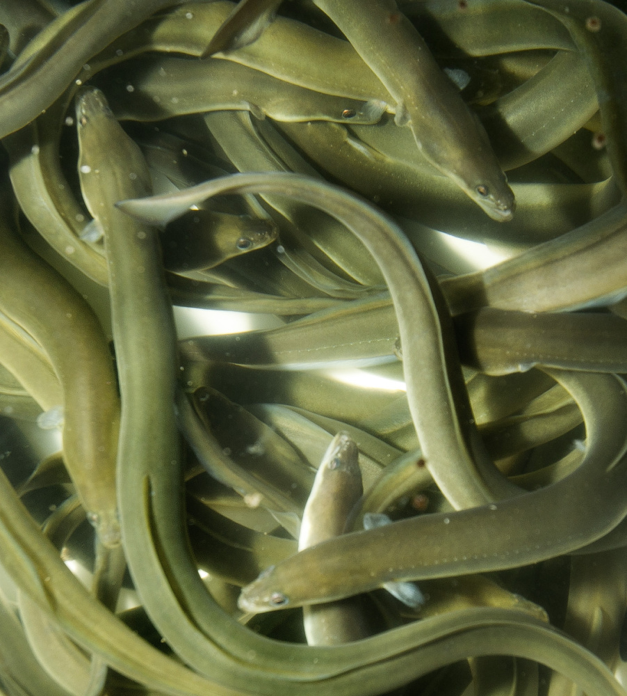 Eels grown by Sara Rademaker at the University of Maine's Darling Marine Center in South Bristol. Gregory Rec/Staff Photographer