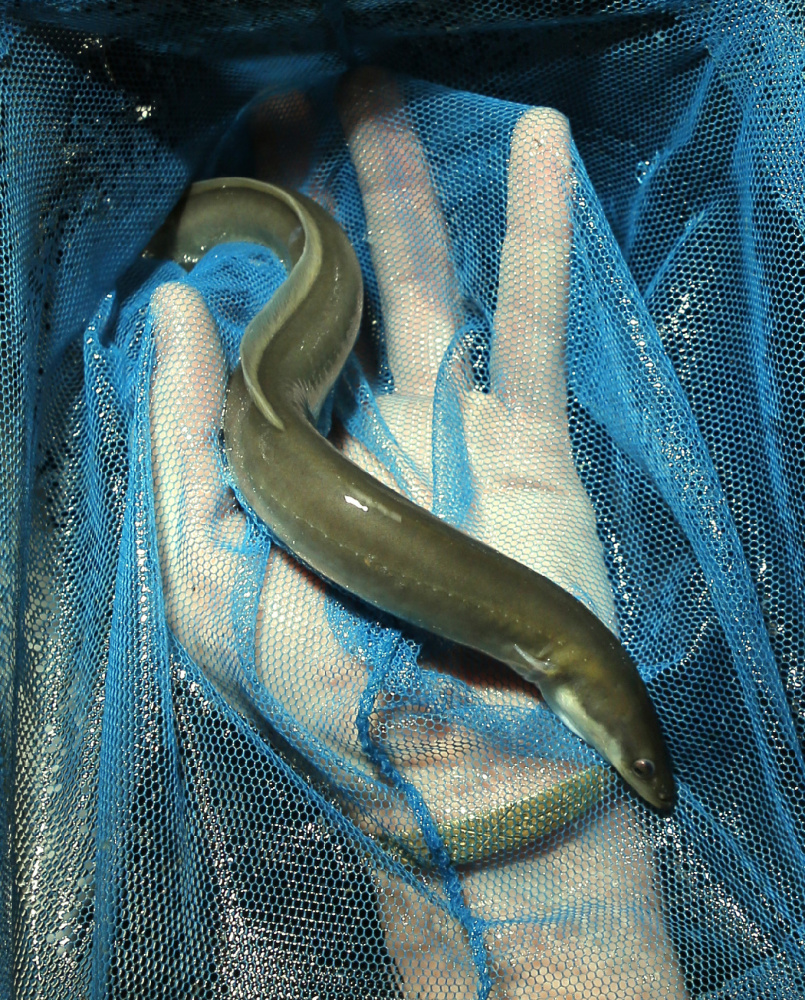 Eels like this one, at left, grown from elver size by Rademaker, have already been used in sushi by chef Matt Howe at Sushi Maine in South Portland. He says he’ll take more when they’re ready. Gregory Rec/Staff Photographer