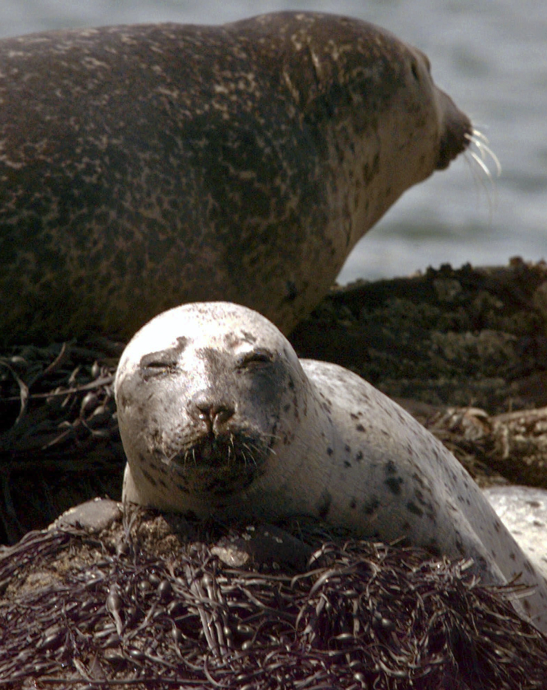 A young harbor seal lounges on top of seaweed that covers partially submerged Cedar Ledge near Cundy's Harbor, Maine. New England beachgoers are asked to resist any temptation to take a selfie with a cute little seal pup because it can put both people and the animals at risk.