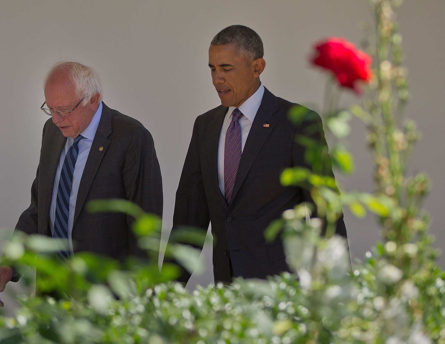 President Barack Obama walks with Democratic presidential candidate Sen. Bernie Sanders, I-Vt., along the Colonnade of the White House in Washington on Thursday.