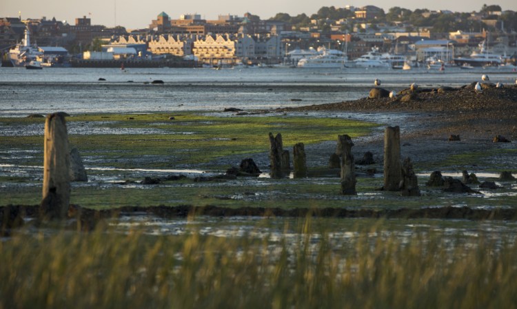 Green slime on the South Portland side of Portland Harbor.