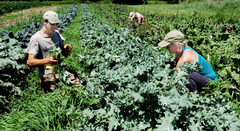  Jarret Haiss and Johanna Burdet work in one of their gardens at their Moodytown Gardens farm in Palmyra. The young couple is making a go of farming without having to work at outside jobs.