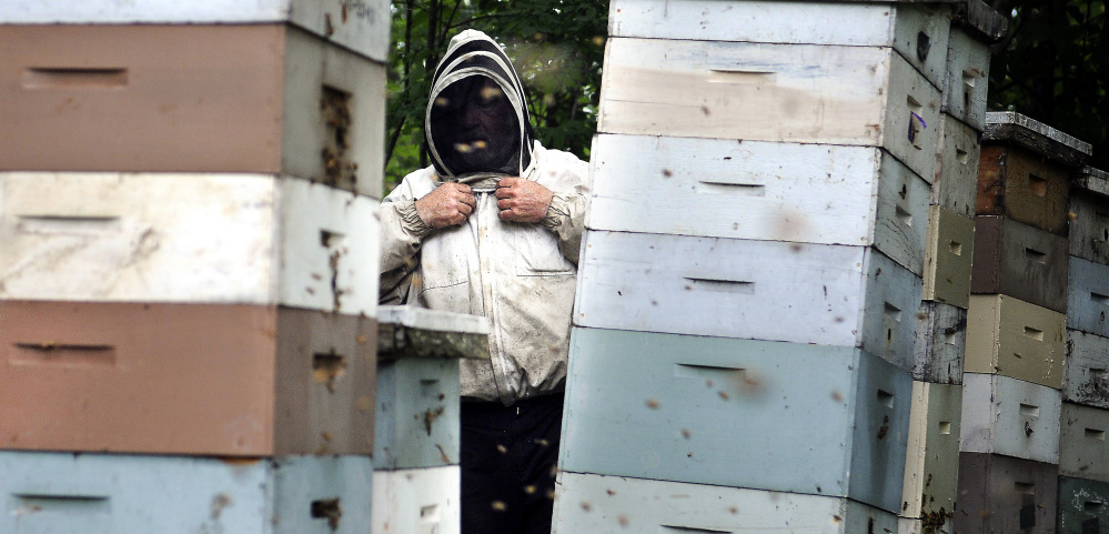 While the managed honeybee population is steadily declining, the number of beekeepers in Maine has risen from 874 in 2013 to 959 this year.