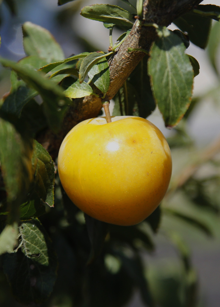 Fruit grows on one of four trees at Thompson's Point in Portland that have been grafted with 40 fruits. Derek Davis/Staff Photographer