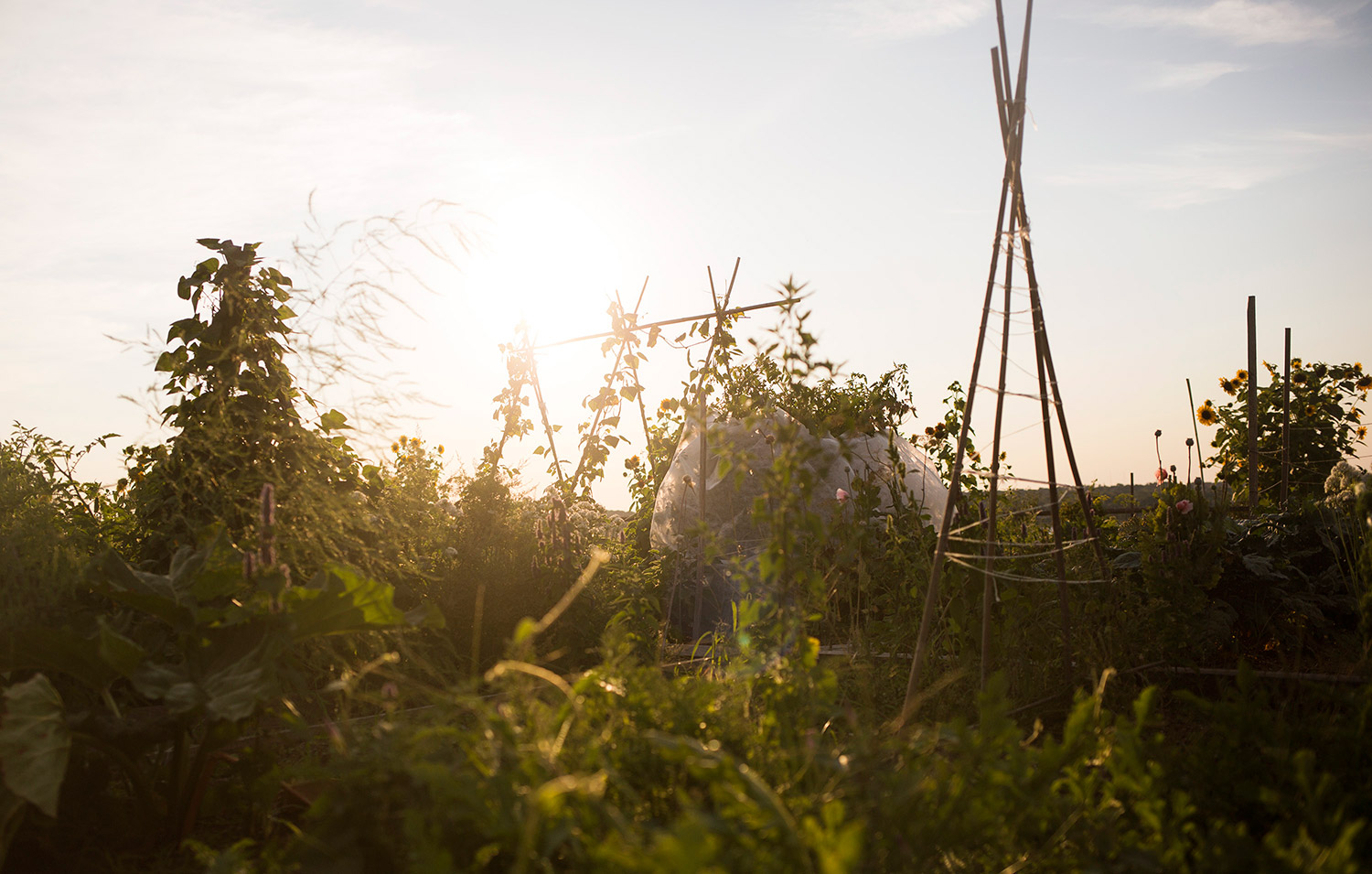 The sun begins to set at the North Street Community Garden on Saturday. The garden on Munjoy Hill offers views of Back Cove and even Mount Washington on clear days. Brianna Soukup/Staff Photographer