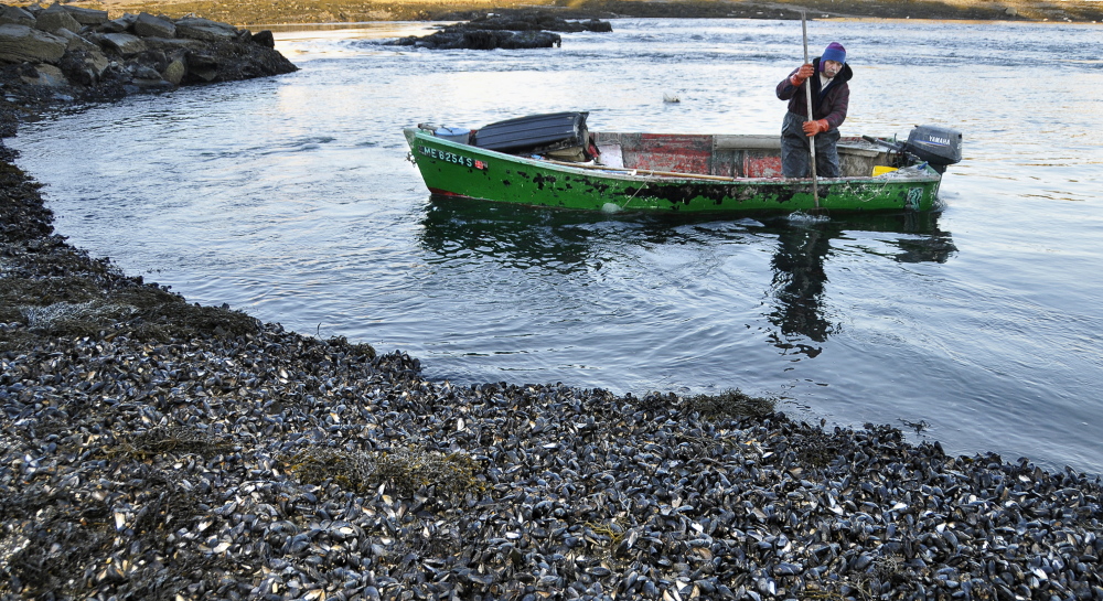 Wild mussels like these covering a South Harpswell shore in 2009 are among the many creatures vanishing from the coast as the ocean warms and grows more acidic. File photo/Gordon Chibroski