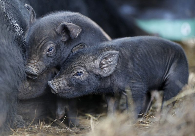 Three-day-old mulefoot piglets nuzzle their mother at Dogpatch Farm.