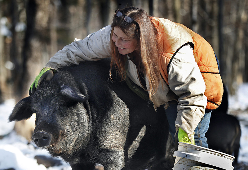 Susan Frank pets one of her mulefoot pigs at Dogpatch Farm.