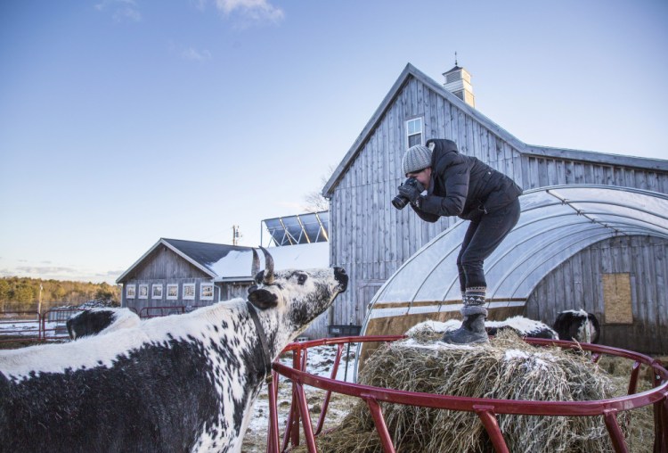 Catherine Frost photographs a Randall cow at Winter Hill Farm in Freeport.