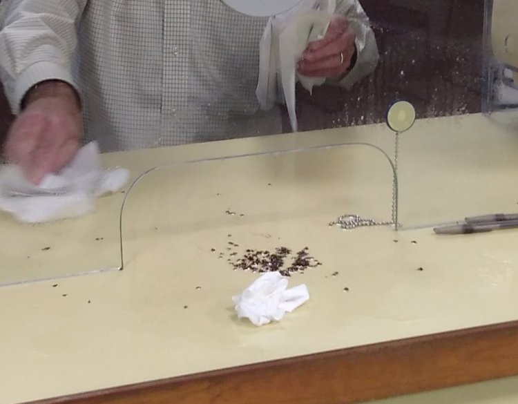 Bedbugs litter a counter at the General Assistance office in Augusta on June 2.