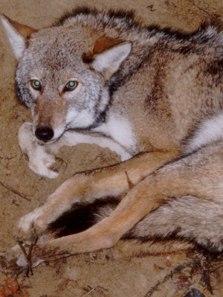 Programs meant to catch coyotes like this one in Massachusetts (pictured before being released back into the wild) may have the opposite of the intended effect.