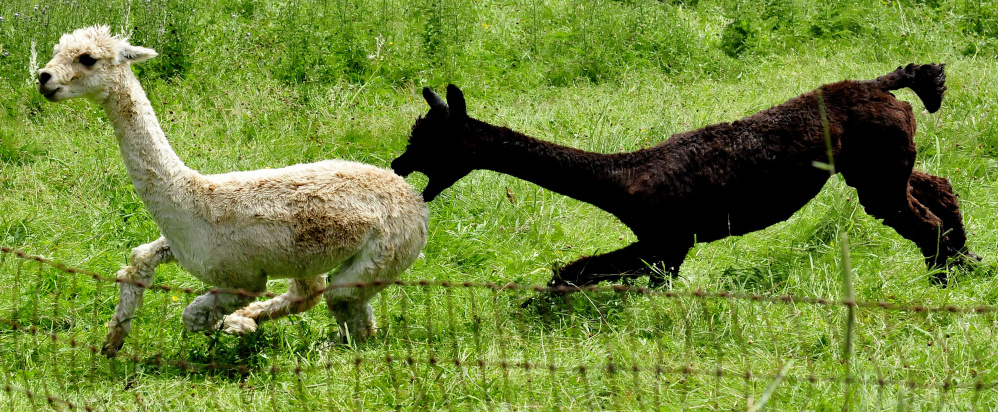 One male alpaca runs away from another that is ready to bite on Sunday at the Bag End Suri Alpacas of Maine farm in Pittsfield during Maine Open Farm Day. Farm owner Jill McElderry-Maxwell said the pen with the males was filled with alpacas excited about the nearby female alpacas.