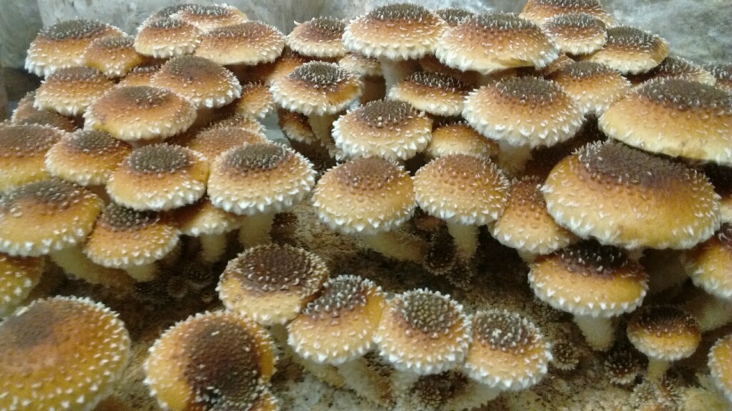 Cinnamon caps are one of the farm's dozen or so varieties.