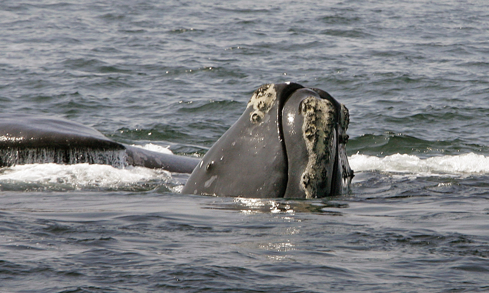 The head of a North Atlantic right whale peers up from the water as another whale passes behind in Cape Cod Bay near Provincetown, Mass. Federal officials plan to provide more details on their investigation into the deaths of endangered North Atlantic right whales.