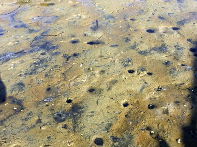 Soft-shell clams died in this mudflat in Brunswick. Maine marine scientists are investigating whether an algae bloom in Casco Bay may be responsible.