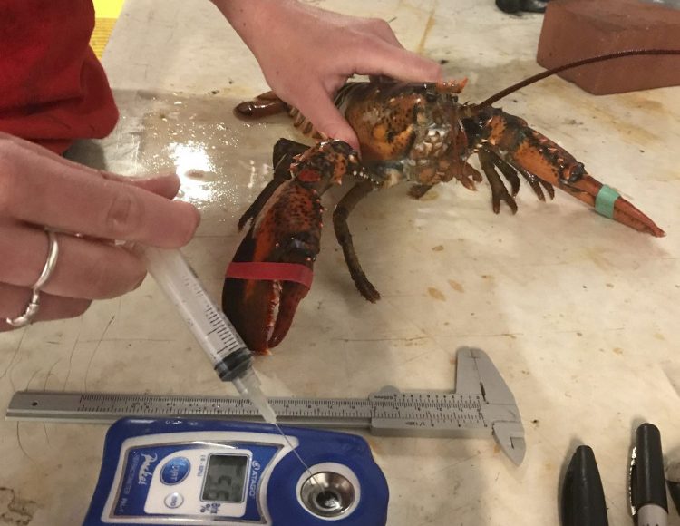 UMaine's Abby Shaughnessy measures a lobster's blood protein – an indicator of health and shell hardness – at Darling Marine Center in Walpole last summer.