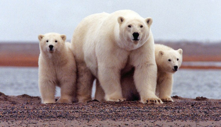 A polar bear keeps close to her young along the Beaufort Sea in the Arctic National Wildlife Refuge. Key habitat for this and other vulnerable species, the refuge was bartered to secure support for a fiscally unsound tax bill.