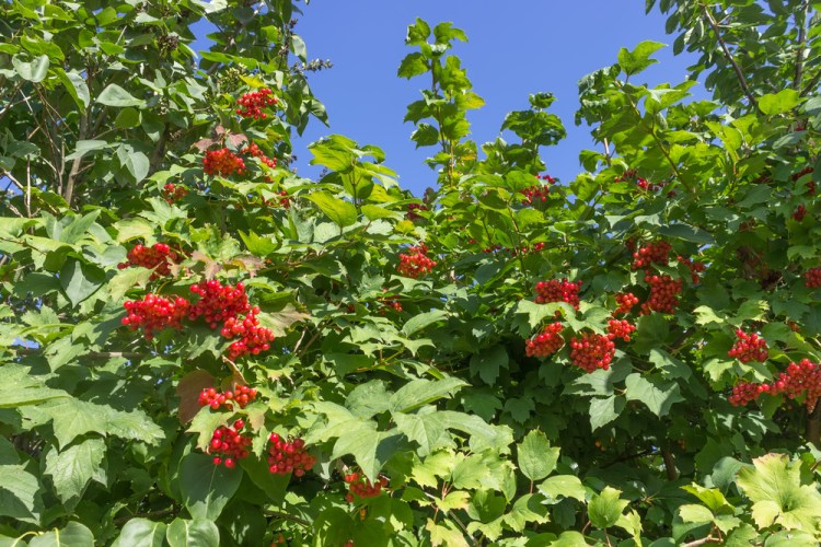 Some Maine gardeners Arrowwood viburnum