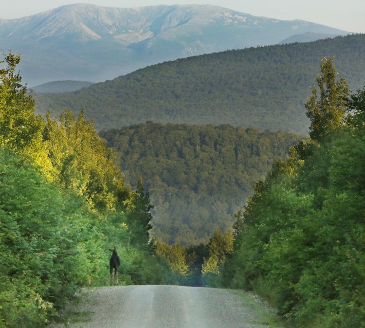 A moose makes its way along the Sherman Lumber Co. Road near Stacyville during the summer of 2014. But it's not necessary to drive north of Millinocket to see a moose. Plenty show up in the southern part of the state.