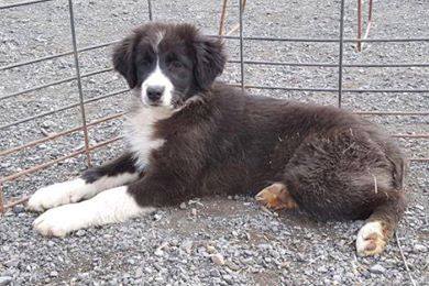 Tessa, a 14-week-old rescue dog, got a ride from Virginia to Maine with the Bangor Police Department.  Photo courtesy of Bangor Police Department