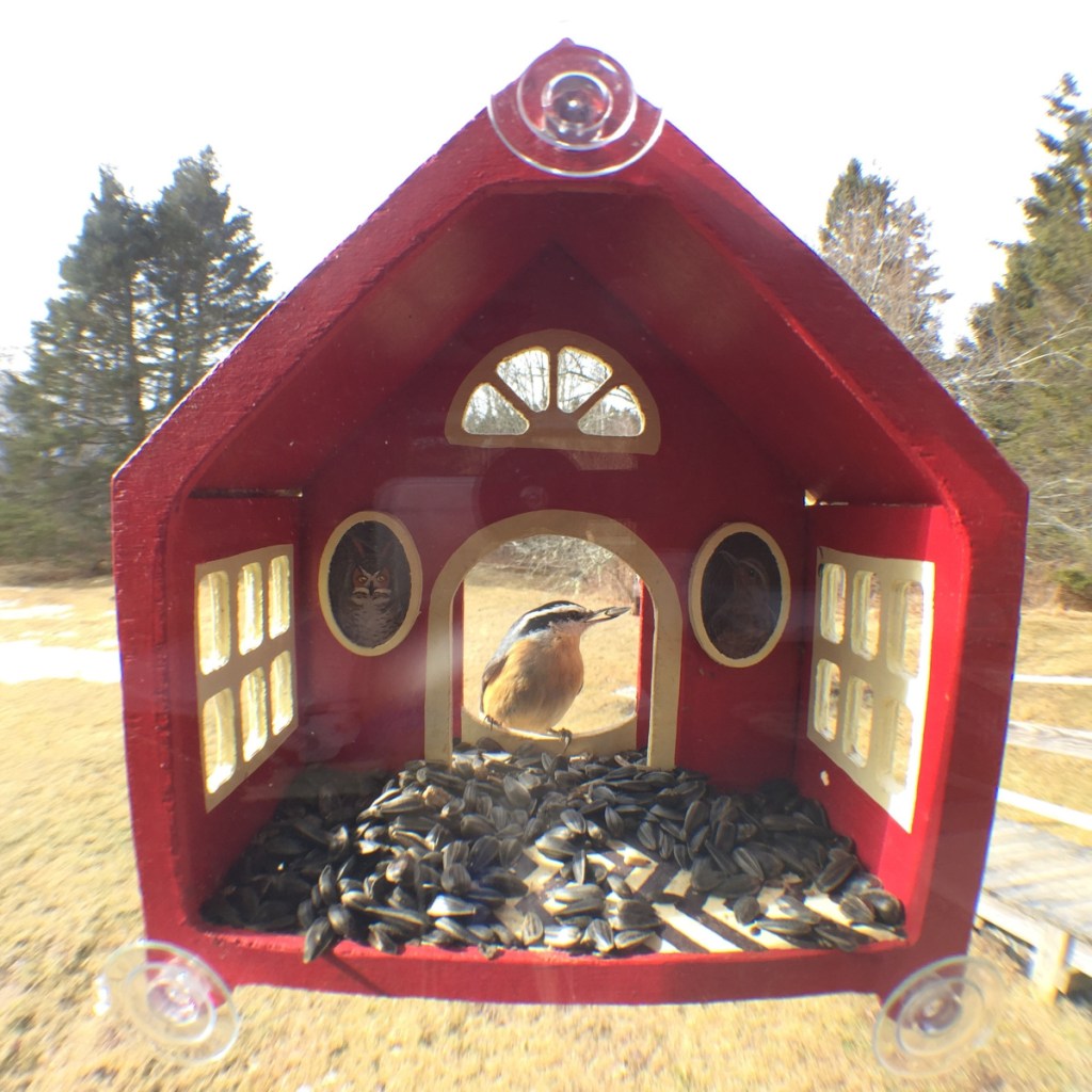 The bird feeders include suction cups so they can attach right to your window.